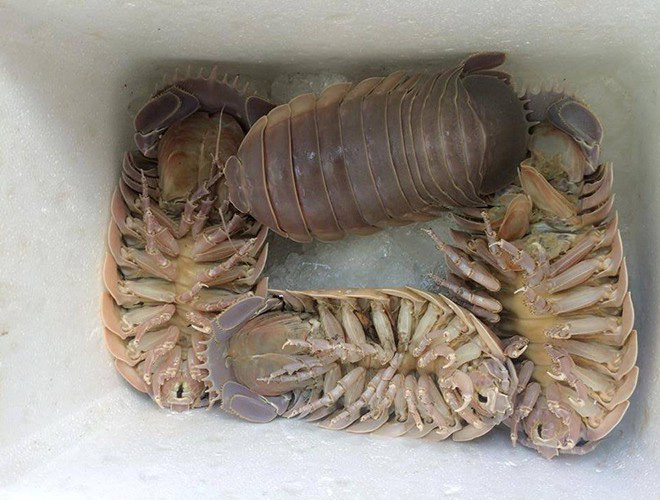Lục đại đặc sản biển gây ấn tượng bởi vẻ ngoài "kỳ dị": Nhìn thì ghê ăn thích mê - Ảnh 3. Lục đại đặc sản biển gây ấn tượng bởi vẻ ngoài "kỳ dị": Nhìn thì ghê ăn thích mê - Ảnh 3.