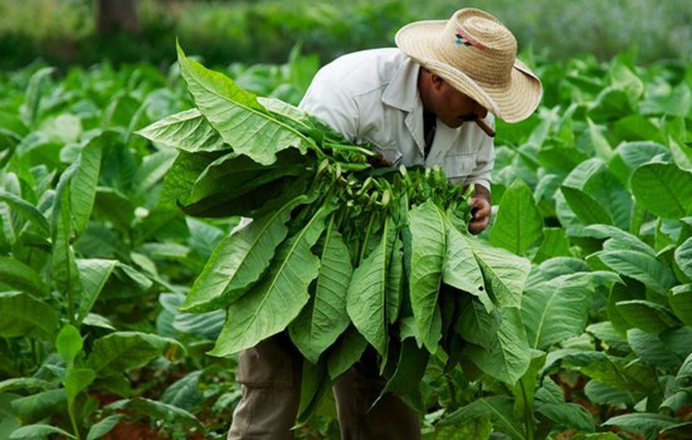 Lạng Sơn: Tập trung phát triển vùng trồng nguyên liệu thuốc lá trọng điểm - Ảnh 1. Lạng Sơn: Tập trung phát triển vùng trồng nguyên liệu thuốc lá trọng điểm - Ảnh 1.