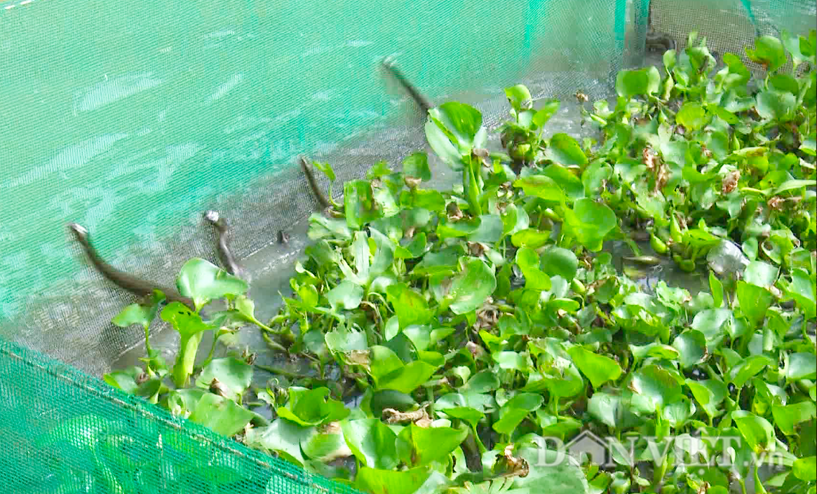Dân miền Tây nuôi rắn trong vèo, ít chăm sóc nhưng lợi nhuận cao - Ảnh 2. Dân miền Tây nuôi rắn trong vèo, ít chăm sóc nhưng lợi nhuận cao - Ảnh 2.