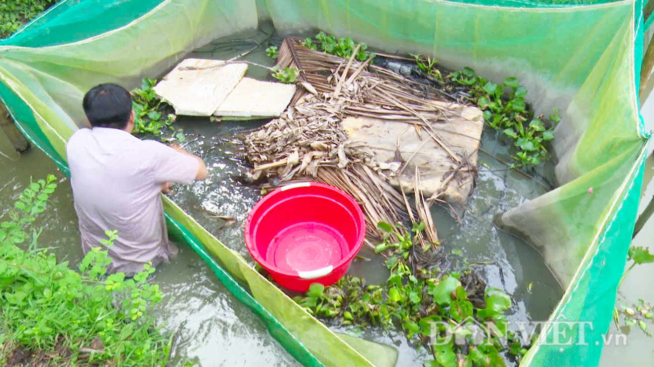 Dân miền Tây nuôi rắn trong vèo, ít chăm sóc nhưng lợi nhuận cao - Ảnh 6. Dân miền Tây nuôi rắn trong vèo, ít chăm sóc nhưng lợi nhuận cao - Ảnh 6.