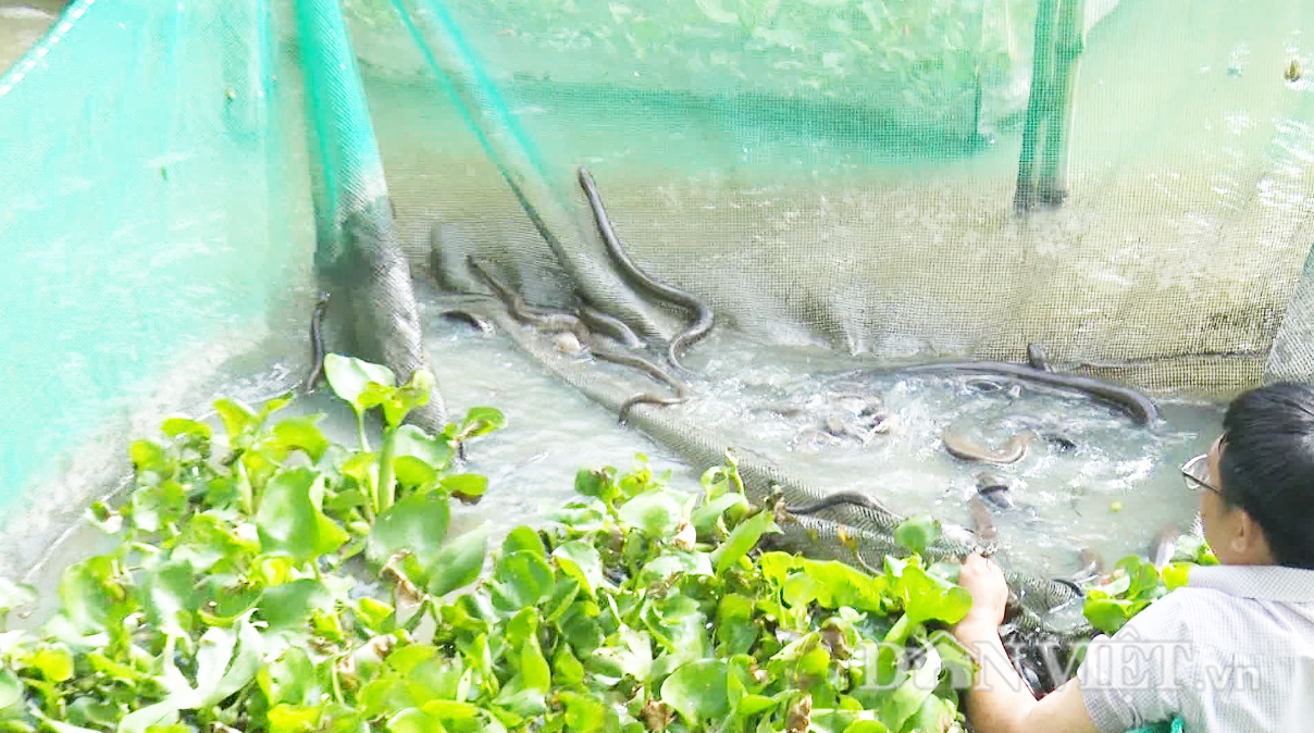 Dân miền Tây nuôi rắn trong vèo, ít chăm sóc nhưng lợi nhuận cao - Ảnh 4. Dân miền Tây nuôi rắn trong vèo, ít chăm sóc nhưng lợi nhuận cao - Ảnh 4.