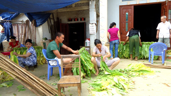 Lạng Sơn: Tập trung phát triển vùng trồng nguyên liệu thuốc lá trọng điểm - Ảnh 2. Lạng Sơn: Tập trung phát triển vùng trồng nguyên liệu thuốc lá trọng điểm - Ảnh 2.