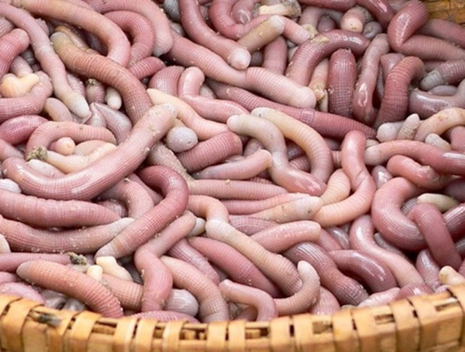 Lục đại đặc sản biển gây ấn tượng bởi vẻ ngoài "kỳ dị": Nhìn thì ghê ăn thích mê - Ảnh 22. Lục đại đặc sản biển gây ấn tượng bởi vẻ ngoài "kỳ dị": Nhìn thì ghê ăn thích mê - Ảnh 22.