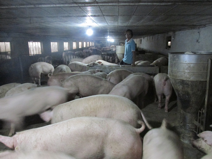 Đắng cay nghề nuôi lợn: 3 năm nuôi 7 lứa, lỗ đậm 5 lứa - Ảnh 1. Đắng cay nghề nuôi lợn: 3 năm nuôi 7 lứa, lỗ đậm 5 lứa - Ảnh 1.