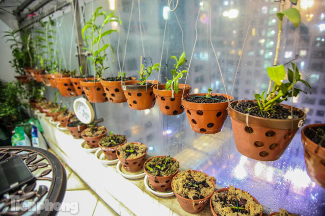Giàn lan đột biến có giá trị lên đến hàng triệu đô của anh nông dân phố - Ảnh 2.