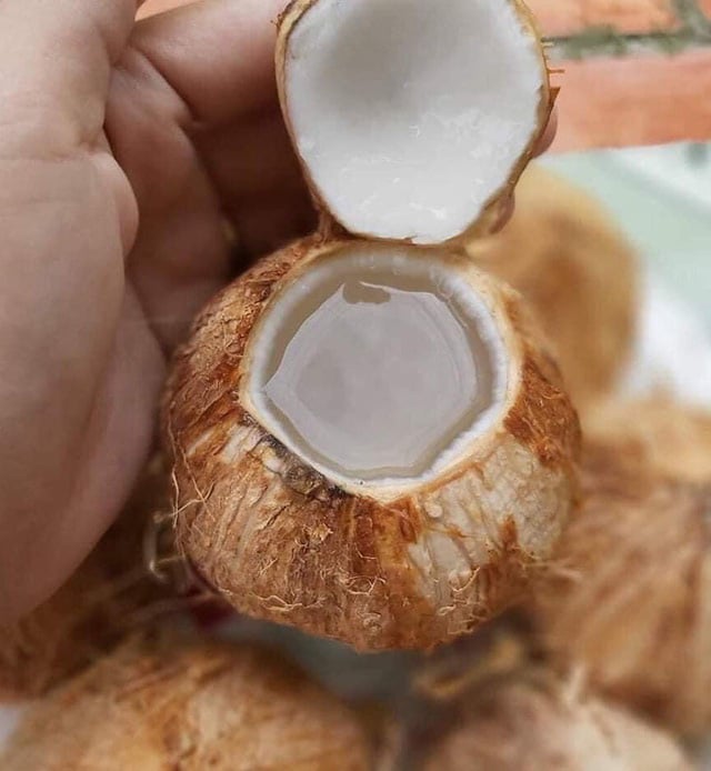 Dừa xiêm "mini" gây sốt thị trường mạng - Ảnh 3. Dừa xiêm "mini" gây sốt thị trường mạng - Ảnh 3.