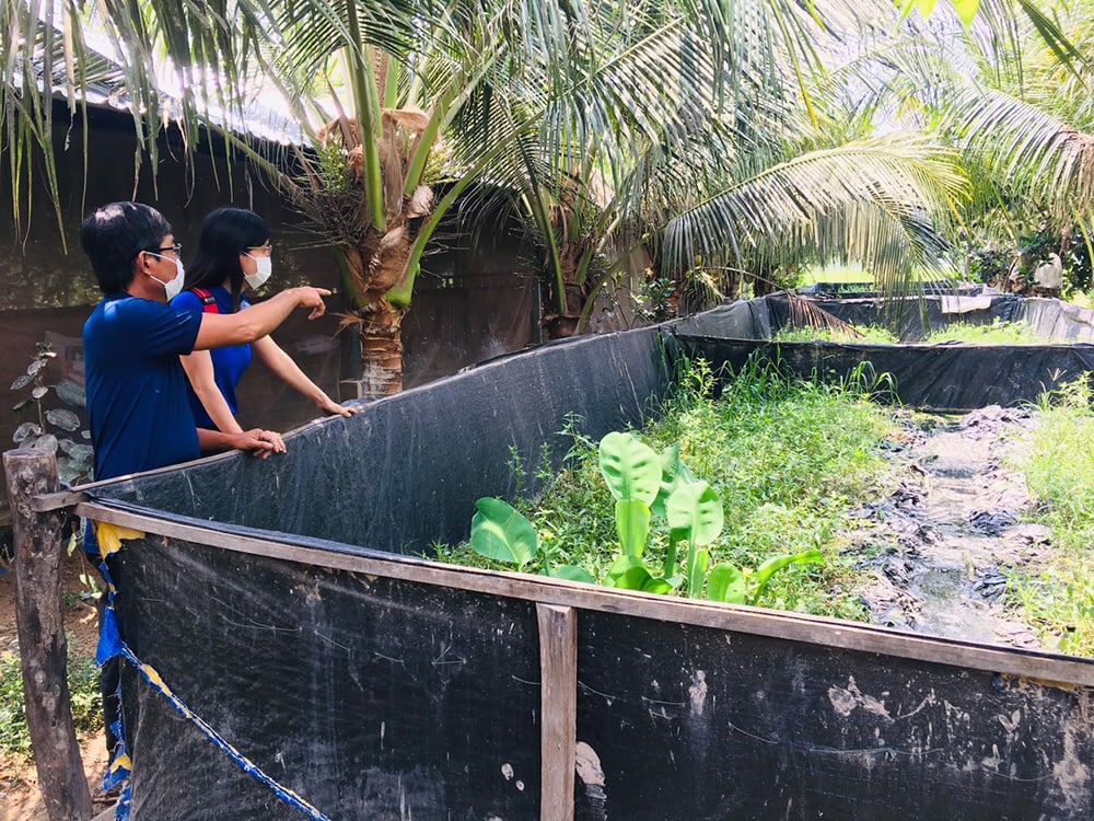 An Giang: Lót bạt trên vườn để nuôi lươn, nông dân bắt cả tấn bán với giá 210 ngàn đồng/ký - Ảnh 1.