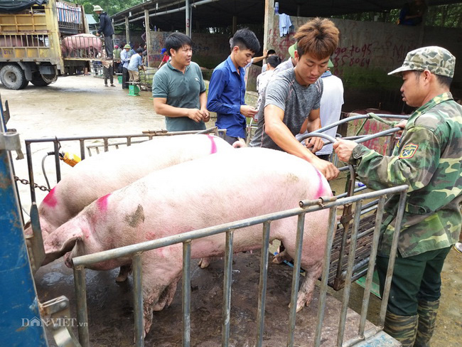 Giá heo hơi hôm nay 29/6: Dịch tả lợn châu Phi lan rộng, giá heo hơi tăng vượt 90.000 đồng/kg - Ảnh 1.