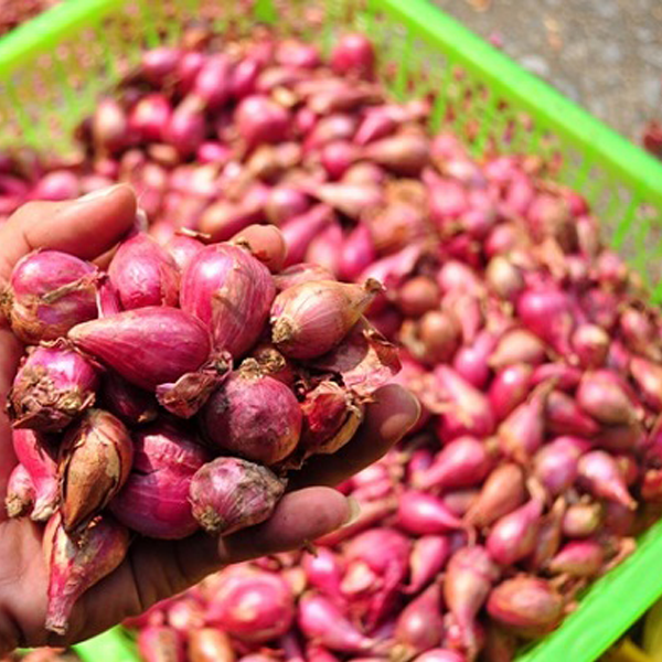 Được cấp "chứng minh thư" giá hành tím Bình Hải lên 50.000 đồng/kg - Ảnh 1. Được cấp "chứng minh thư" giá hành tím Bình Hải lên 50.000 đồng/kg - Ảnh 1.