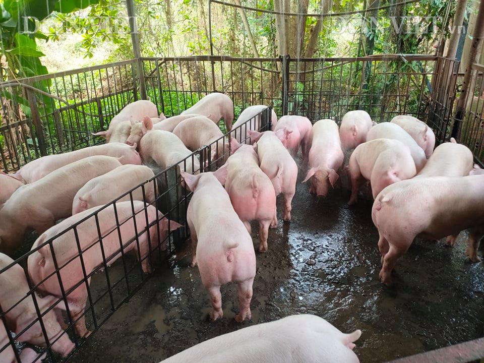 Giá heo hơi hôm nay 29/6: Dịch tả lợn châu Phi lan rộng, giá heo hơi tăng vượt 90.000 đồng/kg - Ảnh 2.