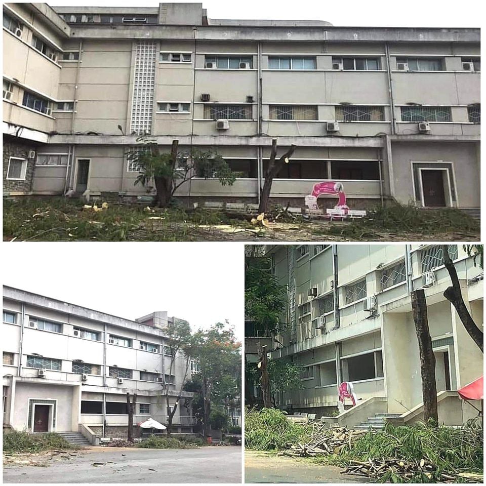 Sau vụ cây phượng đổ: Trường học đang &quot;tận diệt&quot; cây phượng? - Ảnh 1.