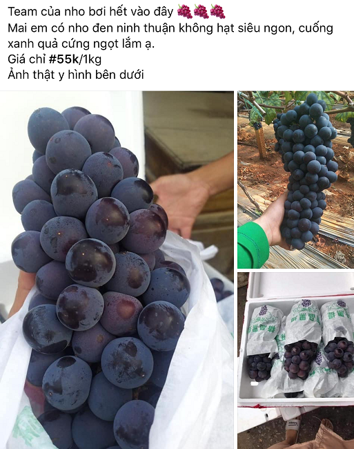 Nho đen Tàu đội lốt nho Ninh Thuận, dân buôn "vạch mặt" sự thật bất ngờ - Ảnh 1. Nho đen Tàu đội lốt nho Ninh Thuận, dân buôn "vạch mặt" sự thật bất ngờ - Ảnh 1.