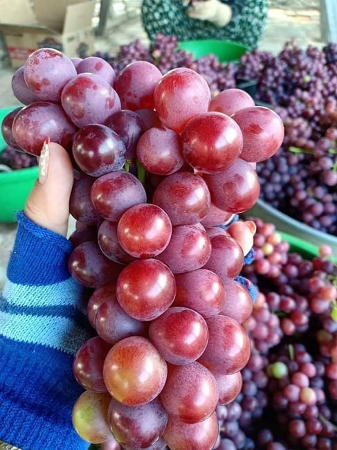 Nho đen Tàu đội lốt nho Ninh Thuận, dân buôn "vạch mặt" sự thật bất ngờ - Ảnh 4. Nho đen Tàu đội lốt nho Ninh Thuận, dân buôn "vạch mặt" sự thật bất ngờ - Ảnh 4.