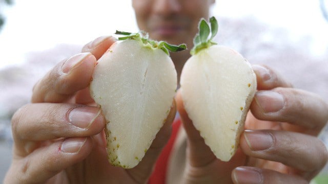 Sức hút kỳ lạ của dâu tây Bạch Tuyết giá gần 2 triệu đồng/kg - Ảnh 2. Sức hút kỳ lạ của dâu tây Bạch Tuyết giá gần 2 triệu đồng/kg - Ảnh 2.
