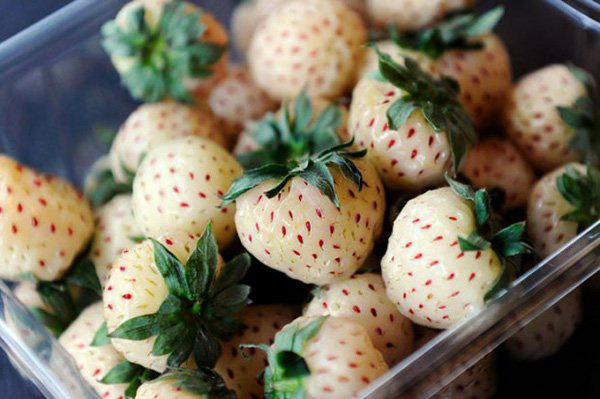 Sức hút kỳ lạ của dâu tây Bạch Tuyết giá gần 2 triệu đồng/kg - Ảnh 3. Sức hút kỳ lạ của dâu tây Bạch Tuyết giá gần 2 triệu đồng/kg - Ảnh 3.