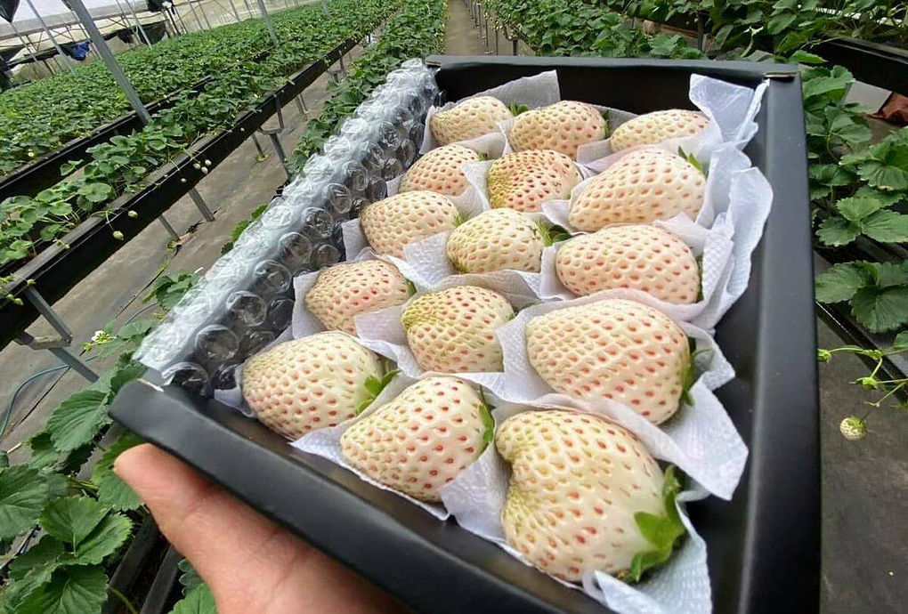 Sức hút kỳ lạ của dâu tây Bạch Tuyết giá gần 2 triệu đồng/kg - Ảnh 5. Sức hút kỳ lạ của dâu tây Bạch Tuyết giá gần 2 triệu đồng/kg - Ảnh 5.
