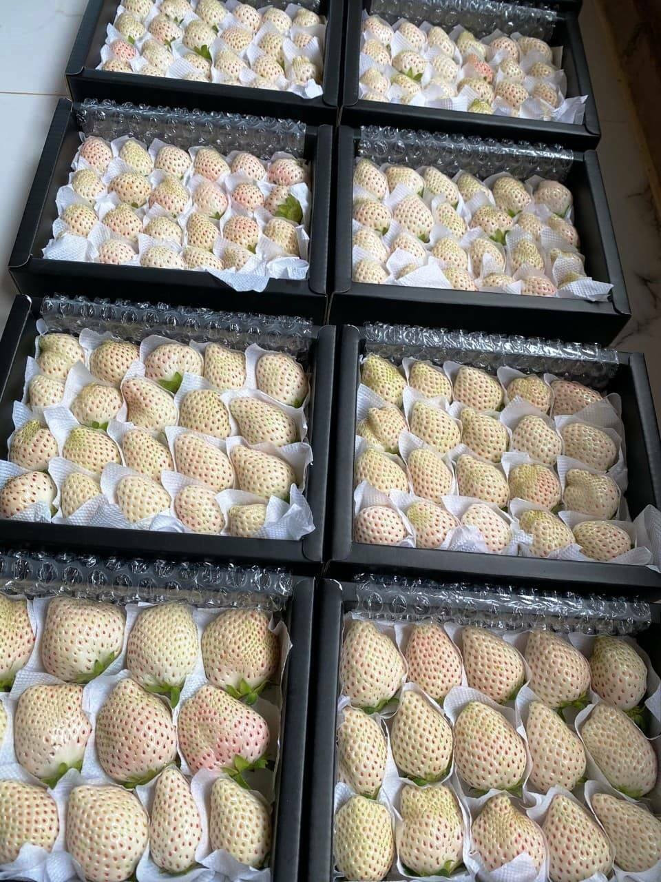 Sức hút kỳ lạ của dâu tây Bạch Tuyết giá gần 2 triệu đồng/kg - Ảnh 6. Sức hút kỳ lạ của dâu tây Bạch Tuyết giá gần 2 triệu đồng/kg - Ảnh 6.