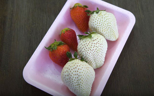 Sức hút kỳ lạ của dâu tây Bạch Tuyết giá gần 2 triệu đồng/kg - Ảnh 9. Sức hút kỳ lạ của dâu tây Bạch Tuyết giá gần 2 triệu đồng/kg - Ảnh 9.