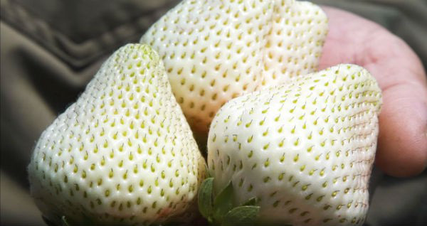 Sức hút kỳ lạ của dâu tây Bạch Tuyết giá gần 2 triệu đồng/kg - Ảnh 12. Sức hút kỳ lạ của dâu tây Bạch Tuyết giá gần 2 triệu đồng/kg - Ảnh 12.