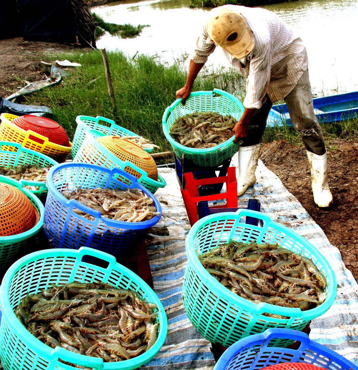 Tăng tốc xuất khẩu tôm - Ảnh 1. Tăng tốc xuất khẩu tôm - Ảnh 1.