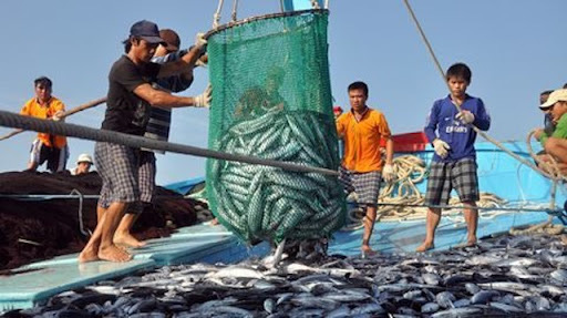 Xuất khẩu thủy sản sang Trung Quốc giảm mạnh - Ảnh 1. Xuất khẩu thủy sản sang Trung Quốc giảm mạnh - Ảnh 1.