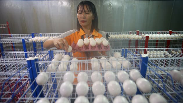 Bí ẩn bên trong trang trại cá sấu siêu &quot;khủng&quot; nhất Thái Lan - Ảnh 3.