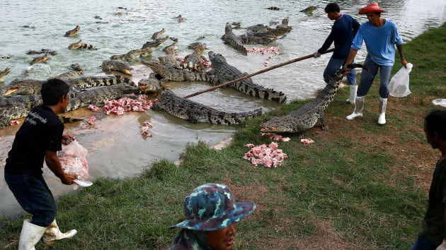 Bí ẩn bên trong trang trại cá sấu siêu &quot;khủng&quot; nhất Thái Lan - Ảnh 5.