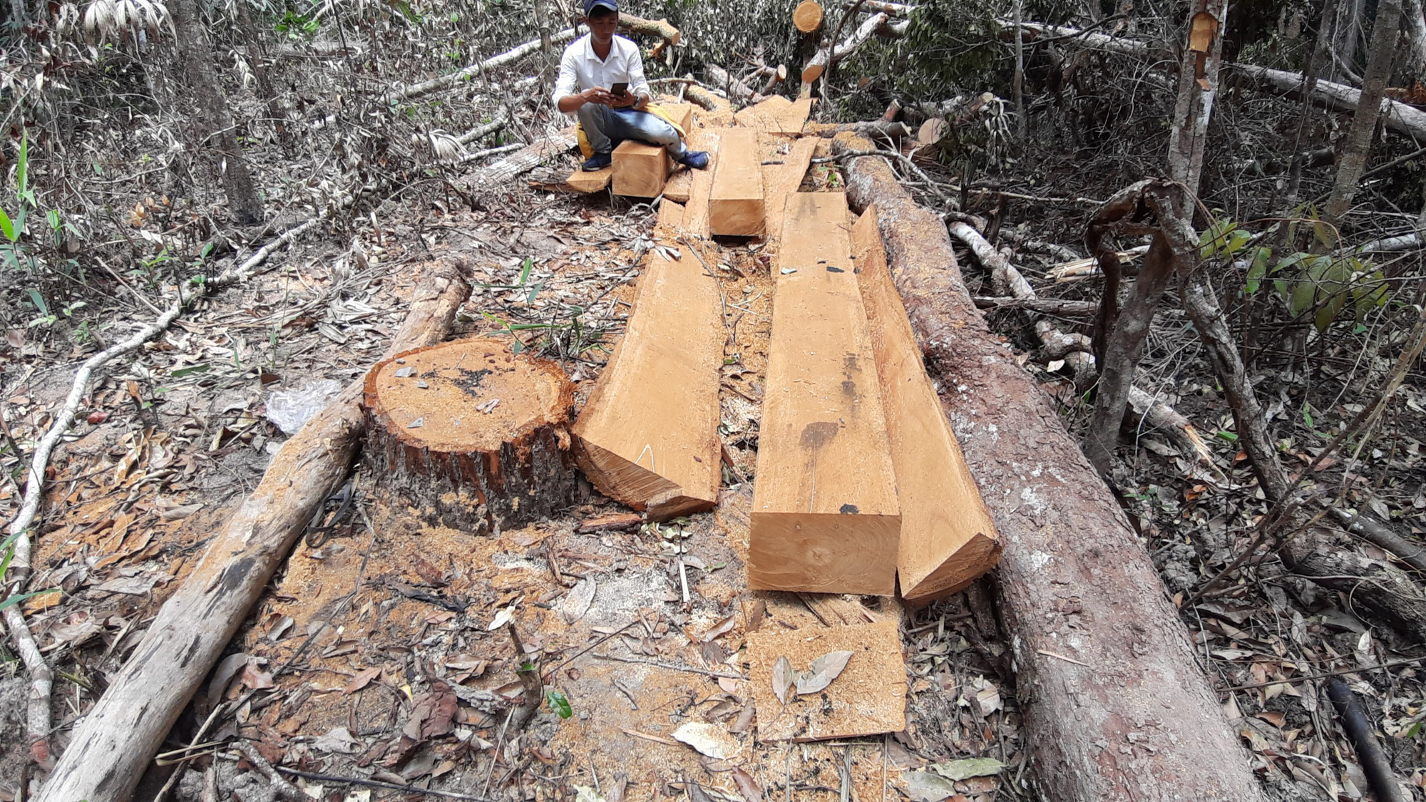Gia Lai: Nhiều cây gỗ lớn bị đốn hạ, gỗ nhỏ bị “cạo trọc, đốt sạch” - Ảnh 1.