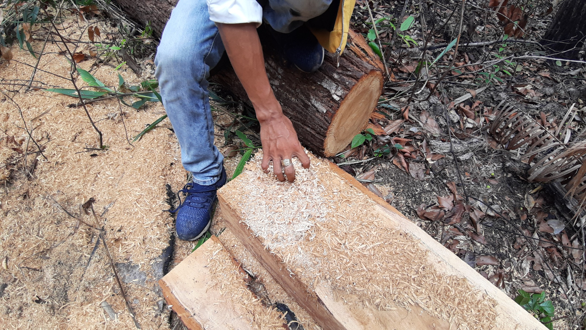 Gia Lai: Nhiều cây gỗ lớn bị đốn hạ, gỗ nhỏ bị “cạo trọc, đốt sạch” - Ảnh 5.