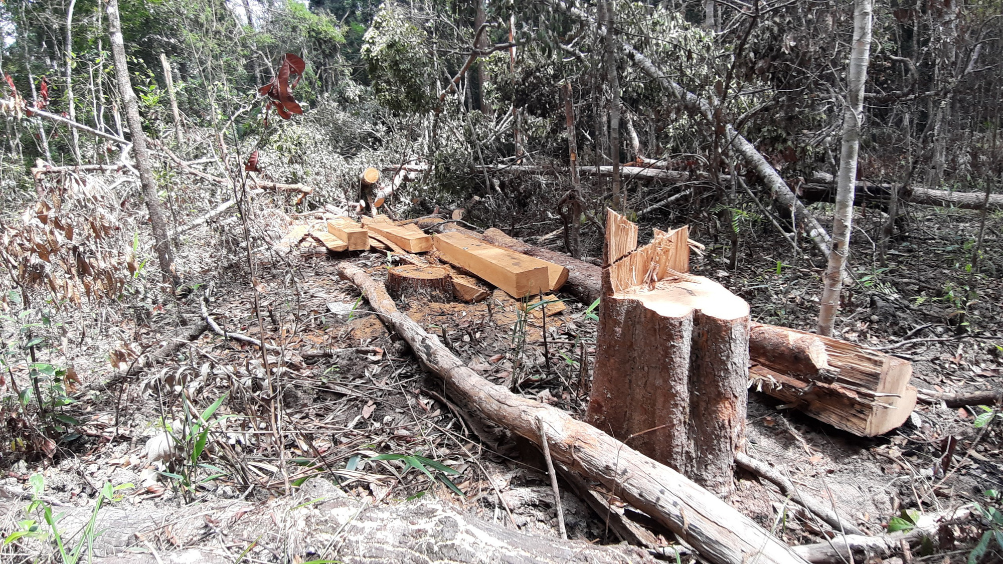 Gia Lai: Nhiều cây gỗ lớn bị đốn hạ, gỗ nhỏ bị “cạo trọc, đốt sạch” - Ảnh 4.