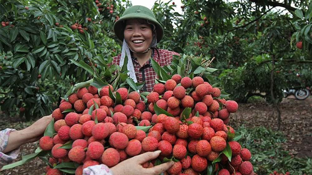 Sẽ có 70.000 tấn vải thiều Bắc Giang sẽ "xuất ngoại" qua các cửa khẩu Lạng Sơn - Ảnh 2. Sẽ có 70.000 tấn vải thiều Bắc Giang sẽ "xuất ngoại" qua các cửa khẩu Lạng Sơn - Ảnh 2.