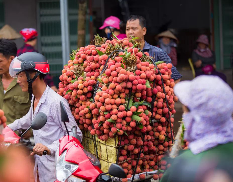 Sẽ có 70.000 tấn vải thiều Bắc Giang sẽ "xuất ngoại" qua các cửa khẩu Lạng Sơn - Ảnh 1. Sẽ có 70.000 tấn vải thiều Bắc Giang sẽ "xuất ngoại" qua các cửa khẩu Lạng Sơn - Ảnh 1.