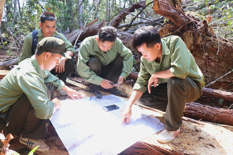 Vùng đất cây gỗ pơ mu quý hiếm mọc dày đặc, giữ như giữ vàng mà lâm tặc vẫn rình mò ngày đêm - Ảnh 10.