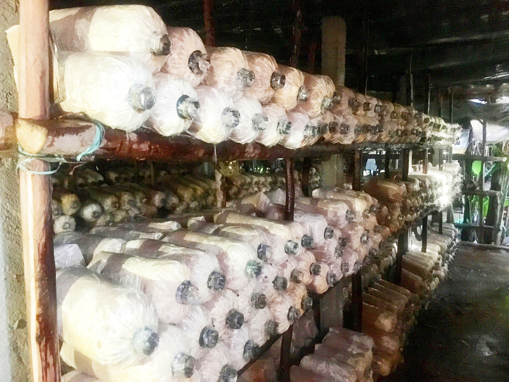 Quảng Bình: Bỏ công việc nhà nước, vợ chồng về quê trồng nấm lãi cả trăm triệu/năm  - Ảnh 2.