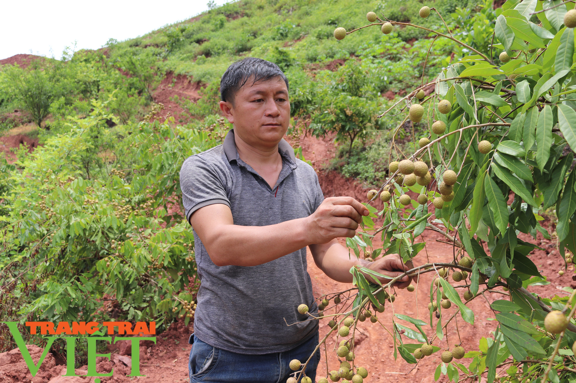 Nông thôn mới Sơn La: Mường La "thay da, đổi thịt" - Ảnh 8. Nông thôn mới Sơn La: Mường La "thay da, đổi thịt" - Ảnh 8.