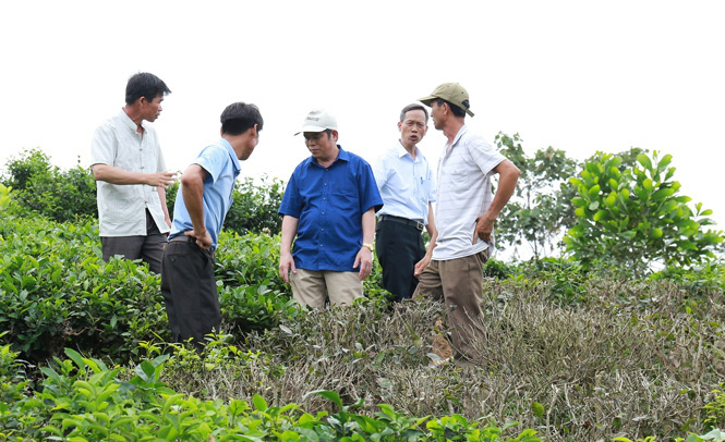 Phun thuốc diệt cỏ, người trồng chè thiệt hại nặng - Ảnh 1.