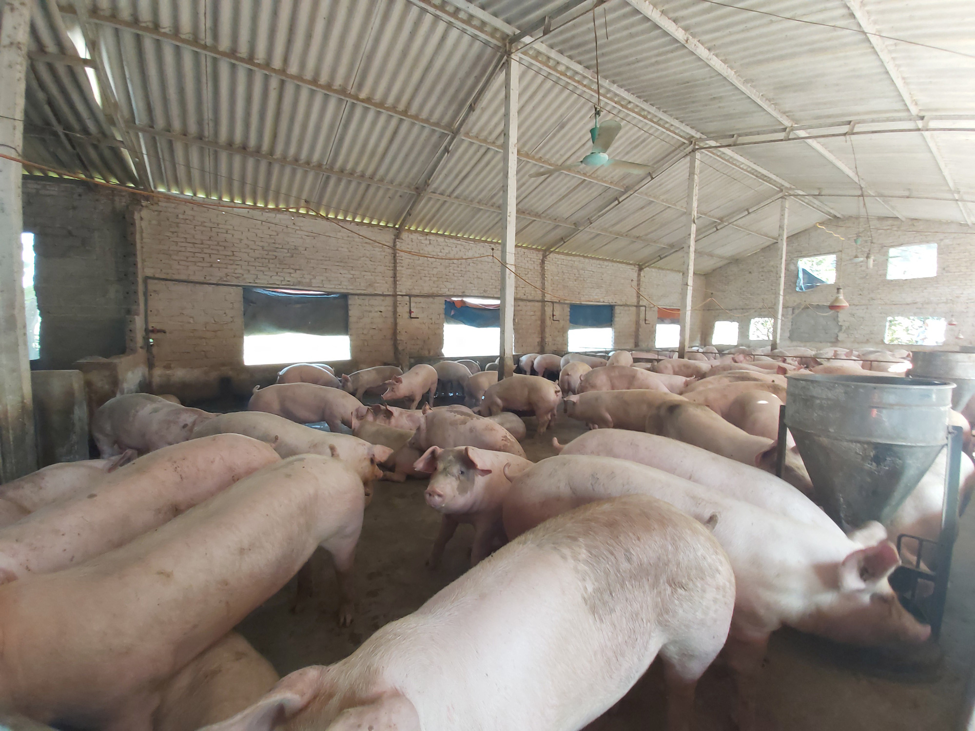 Giá heo hơi hôm nay 10/6: Heo Thái lậu tràn về vài nghìn con, giá heo hơi rơi mốc 90.000đ/kg - Ảnh 1.