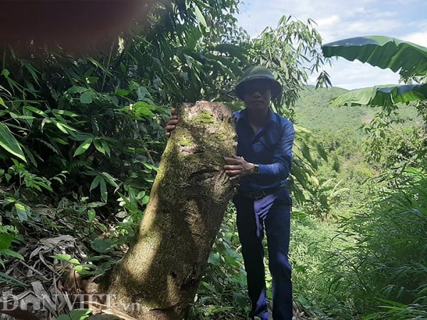Phú Thọ: “Tàn sát” rừng phòng hộ và hơn 1 nghìn hecta rừng bị “biến mất”  - Ảnh 3.