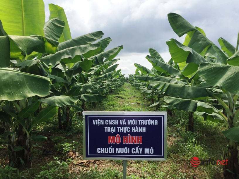 Đại học Tây Nguyên nghiên cứu trồng chuối Nam Mỹ tiêu chuẩn VietGAP - Ảnh 1. Đại học Tây Nguyên nghiên cứu trồng chuối Nam Mỹ tiêu chuẩn VietGAP - Ảnh 1.