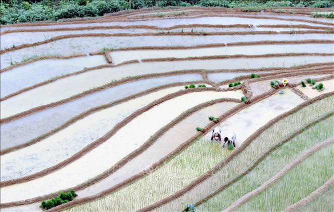 Ruộng bậc thang - bức tranh nghệ thuật nơi vùng núi Sơn La - Ảnh 8. Ruộng bậc thang - bức tranh nghệ thuật nơi vùng núi Sơn La - Ảnh 8.