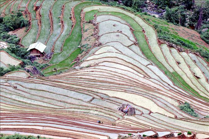 Ruộng bậc thang - bức tranh nghệ thuật nơi vùng núi Sơn La - Ảnh 6. Ruộng bậc thang - bức tranh nghệ thuật nơi vùng núi Sơn La - Ảnh 6.