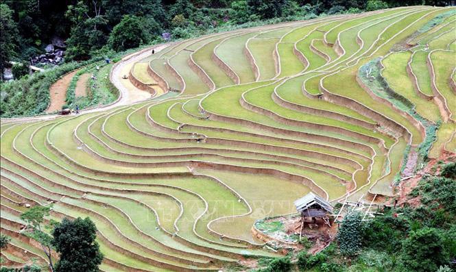 Ruộng bậc thang - bức tranh nghệ thuật nơi vùng núi Sơn La - Ảnh 2. Ruộng bậc thang - bức tranh nghệ thuật nơi vùng núi Sơn La - Ảnh 2.