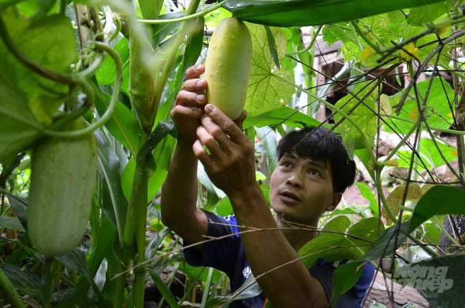 Chuyện lạ Cao Bằng: Chàng cử nhân tính chuyện làm giàu từ những cây, con bị quên lãng - Ảnh 3. Chuyện lạ Cao Bằng: Chàng cử nhân tính chuyện làm giàu từ những cây, con bị quên lãng - Ảnh 3.