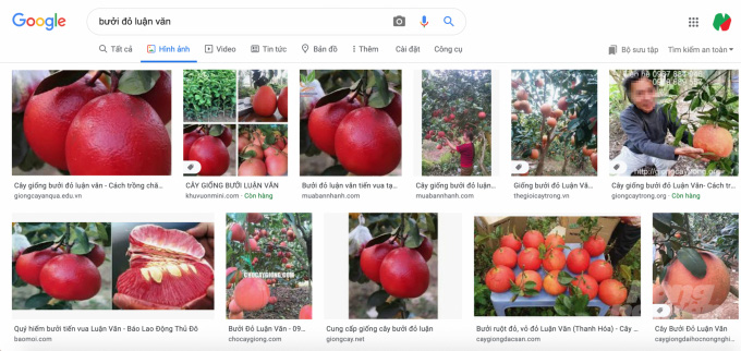 Giống mít đỏ "độc" hay phù phép đổi màu? - Ảnh 3. Giống mít đỏ "độc" hay phù phép đổi màu? - Ảnh 3.