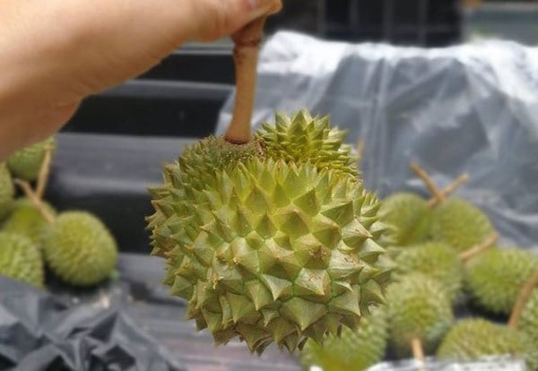 3 thứ quả bé tí hon, có loại chỉ như ngón tay đang "làm mưa làm gió" trên thị trường Việt - Ảnh 2. 3 thứ quả bé tí hon, có loại chỉ như ngón tay đang "làm mưa làm gió" trên thị trường Việt - Ảnh 2.