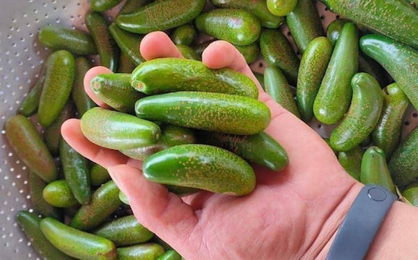 3 thứ quả bé tí hon, có loại chỉ như ngón tay đang "làm mưa làm gió" trên thị trường Việt - Ảnh 4. 3 thứ quả bé tí hon, có loại chỉ như ngón tay đang "làm mưa làm gió" trên thị trường Việt - Ảnh 4.