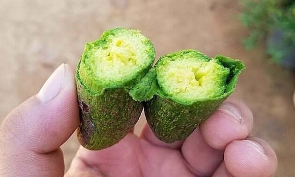 3 thứ quả bé tí hon, có loại chỉ như ngón tay đang "làm mưa làm gió" trên thị trường Việt - Ảnh 5. 3 thứ quả bé tí hon, có loại chỉ như ngón tay đang "làm mưa làm gió" trên thị trường Việt - Ảnh 5.