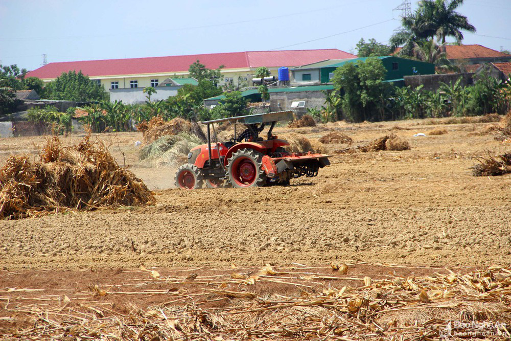 Hạn hán khốc liệt, cá chết khô ở Nghệ An - Ảnh 9.