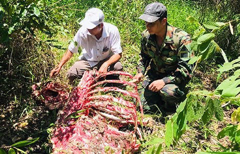 Một cá thể nghi bò tót nặng 200kg bị săn trộm ở Vườn Quốc gia Cát Tiên - Ảnh 1.