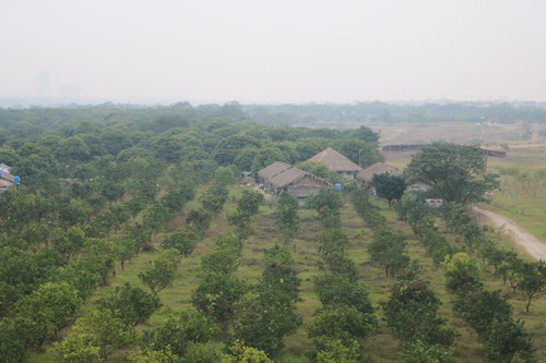 Cảnh làng quê yên bình giữa lòng thành phố - Ảnh 3. Cảnh làng quê yên bình giữa lòng thành phố - Ảnh 3.